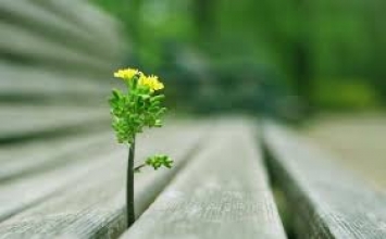 Hoàn cảnh nào cũng có thể tu được